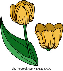 Dibujo vectorial de las flores de tulipán. Naturaleza. Esbozo, ilustración. decorativo