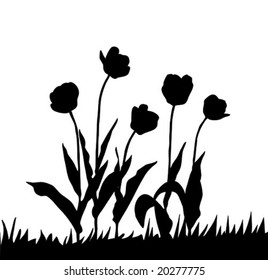 vector drawing tulip on white background