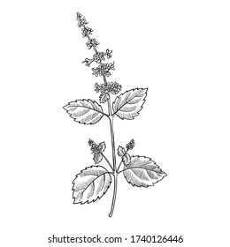 Vector Drawing Tulsi, Holy Basil, Ocimum Tenuiflorum, Hand Drawn Illustration