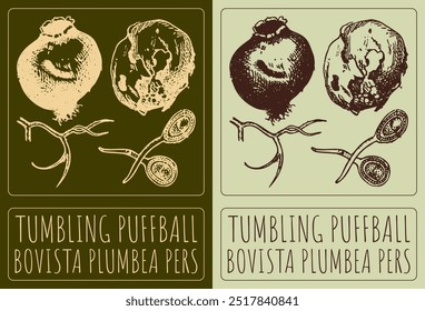 Vector drawing TUMBLING PUFFBALL. Hand drawn illustration. Latin name is BOVISTA PLUMBEA PERS.
