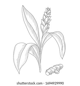 vector drawing turmeric plant,  Curcuma longa, hand drawn illustration