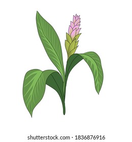 vector drawing turmeric plant, Curcuma longa at white background, hand drawn illustration