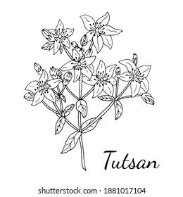 Vector drawing of tutsan. Isolated medical flower and leaves. Herbal engraved style illustration. Botanical plant illustration.