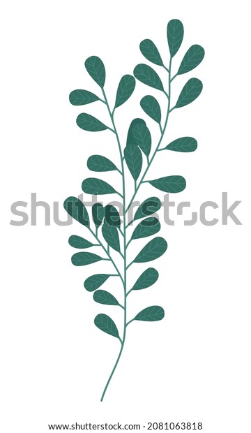 Vector drawing of a twig with small\
leaves isolated on a white background. Large sprig of eucalyptus in\
a flat style. Leaflet drawing for web design and\
patterns