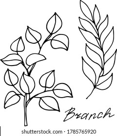 Vector drawing of twigs. Branch. Nature. Sketch, illustration. decorative