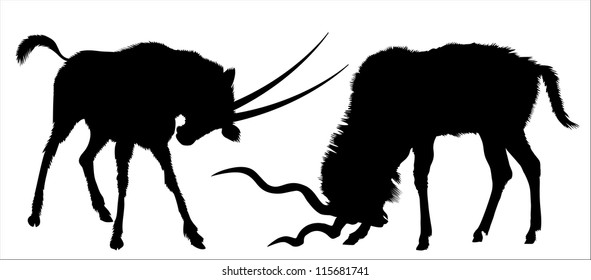 Vector drawing of two belligerent deers on white background. Bkack silhouette.