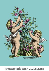 Vector drawing of two cherubs caring for a rose bush in a colorized vintage engraving style 