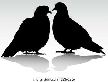 Vector drawing of two doves, sitting next