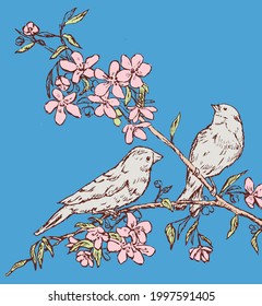 Vector drawing of two nightingales sitting on blossom cherry branch on spring day