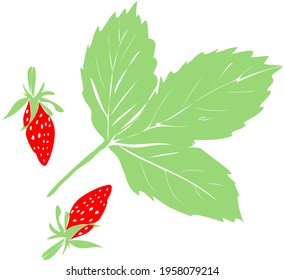 Vector dibujando dos bayas rojas maduras y una hoja verde de fresa silvestre