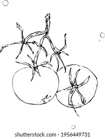 Vector drawing two ripe tomatoes on a branch