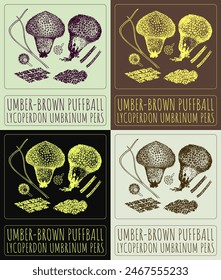 Vector drawing UMBER-BROWN PUFFBALL. Hand drawn illustration. The Latin name is LYCOPERDON UMBRINUM PERS.
