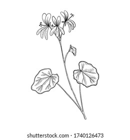 vector drawing Umckaloabo, South African Geranium ,Pelargonium sidoides , hand drawn illustration