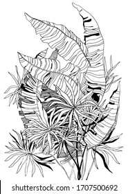 vector drawing of various tropical leaves. black and white banana leaves illustration.