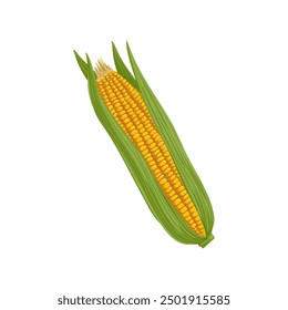 vector drawing vegetable, corn cob isolated at white background, hand drawn illustration