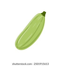 vector drawing vegetable, green zucchini isolated at white background, hand drawn illustration