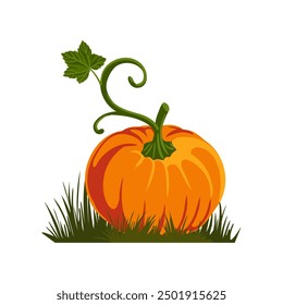 Vector que dibuja la verdura, calabaza anaranjada en la hierba verde, elemento del día de acción de gracias aislado en el fondo blanco, ilustración dibujada a mano