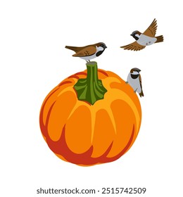 vector drawing vegetable, orange pumpkin and sparrow birds, thanksgiving day element isolated at white background, hand drawn illustration