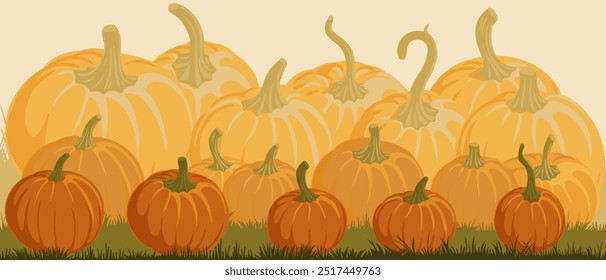 vector drawing vegetables, orange pumpkins at green grass, thanksgiving day background, hand drawn illustration