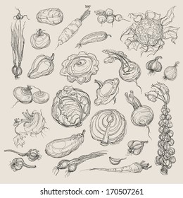 Vector drawing vegetables set