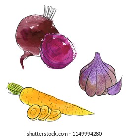 vector drawing vegetables with watercolor paint stains, isolated carrot beet and garlic, hand drawn illustration