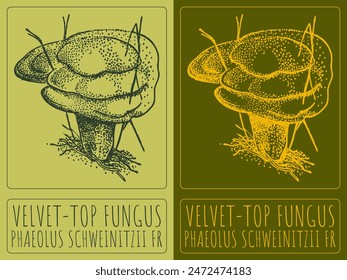 Vector dibujando VELVET-TOP FUNGUS. Dibujado a mano ilustración. El nombre de Latina es PHAEOLUS SCHWEINITZII FR.
