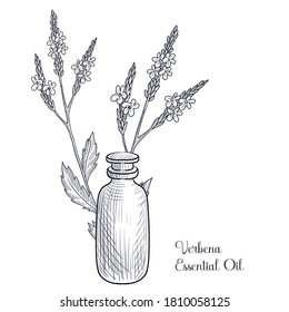 vector drawing verbena essential oil, hand drawn illustration