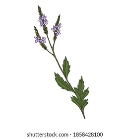 Vector Drawing Verbena, Verbena Officinalis, Hand Drawn Illustration Of Medicinal Plant