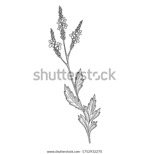 vector drawing verbena,\
vervain, Verbena officinalis, hand drawn illustration of medicinal\
plant