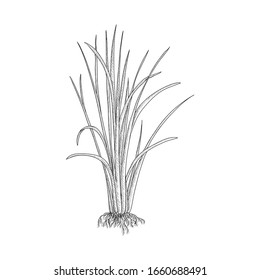 vector drawing vetiver plant, Chrysopogon zizanioides, hand drawn illustration