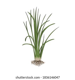 vector drawing vetiver plant, Chrysopogon zizanioides at white background, hand drawn illustration