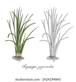 vector drawing vetiver plant, Chrysopogon zizanioides at white background, hand drawn illustration