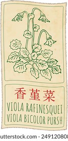 Vector drawing VIOLA RAFINESQUEI  in Chinese. Hand drawn illustration. The Latin name is VIOLA BICOLOR PURSH.
