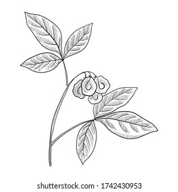 vector drawing wafer ash,Ptelea trifoliata , hand drawn illustration of medicinal plant