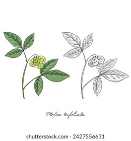 vector drawing wafer ash,Ptelea trifoliata , hand drawn illustration of medicinal plant