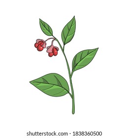 vector drawing wahoo, Euonymus atropurpureus , hand drawn illustration