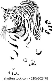 Vector drawing of a walking tiger in front