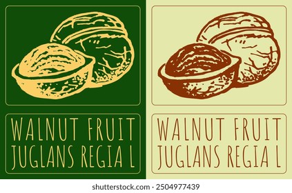 Vector drawing WALNUT FRUIT. Hand drawn illustration. Latin name is JUGLANS REGIA L.
