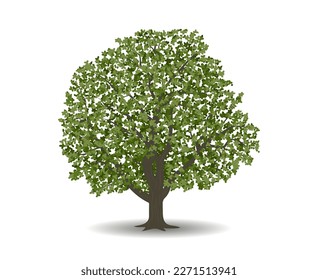Vector drawing of walnut tree. Nature and ecology. Isolated vector illustration of walnut tree on a white background for social networks, posters, cards.