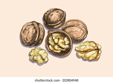 Vector drawing walnuts