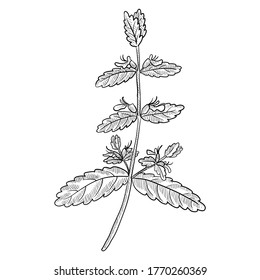 vector drawing water germander , Teucrium scordium, hand drawn illustration of medicinal plant