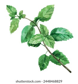 Vector drawing Watercolor Mint leaves (pepper mint) isolated on white background, Mint vector, drawing clipart, Illustration Vector, Graphic Painting, design art, logo