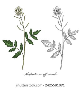 Flor de berro de dibujo vectorial, Nasturtium officinale, ilustración dibujada a mano