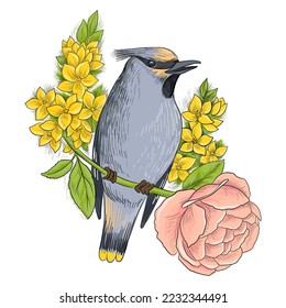 vector drawing waxwing bird and flowers, hand drawn illustration