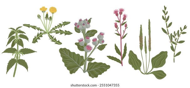 vetor desenho planta de ervas daninhas no fundo branco, elementos florais, desenho à mão ilustração botânica