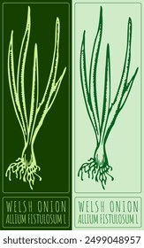 Vector dibujando CEBOLLA GALESA. Dibujado a mano ilustración. Latina nombre es ALLIUM FISTULOSUM L.
