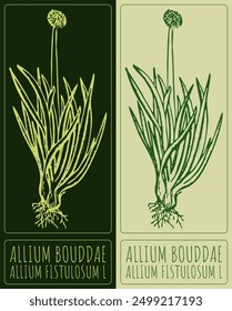 Vector drawing WELSH ONION. Hand drawn illustration. Latin name is ALLIUM FISTULOSUM L.
