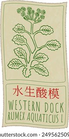 Vector dibujando WESTERN DOCK en chino. Dibujado a mano ilustración. Latina nombre es RUMEX AQUATICUS L.
