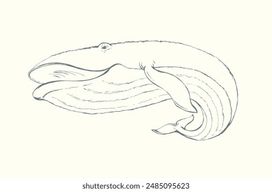 Vector drawing. Whale swims in the sea