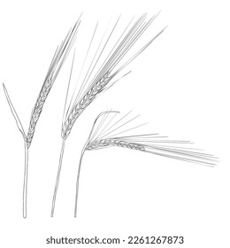 vector drawing wheat, grass plants, rye, line drawing floral elements, hand drawn illustration